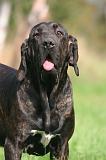 FILA BRASILEIRO 205